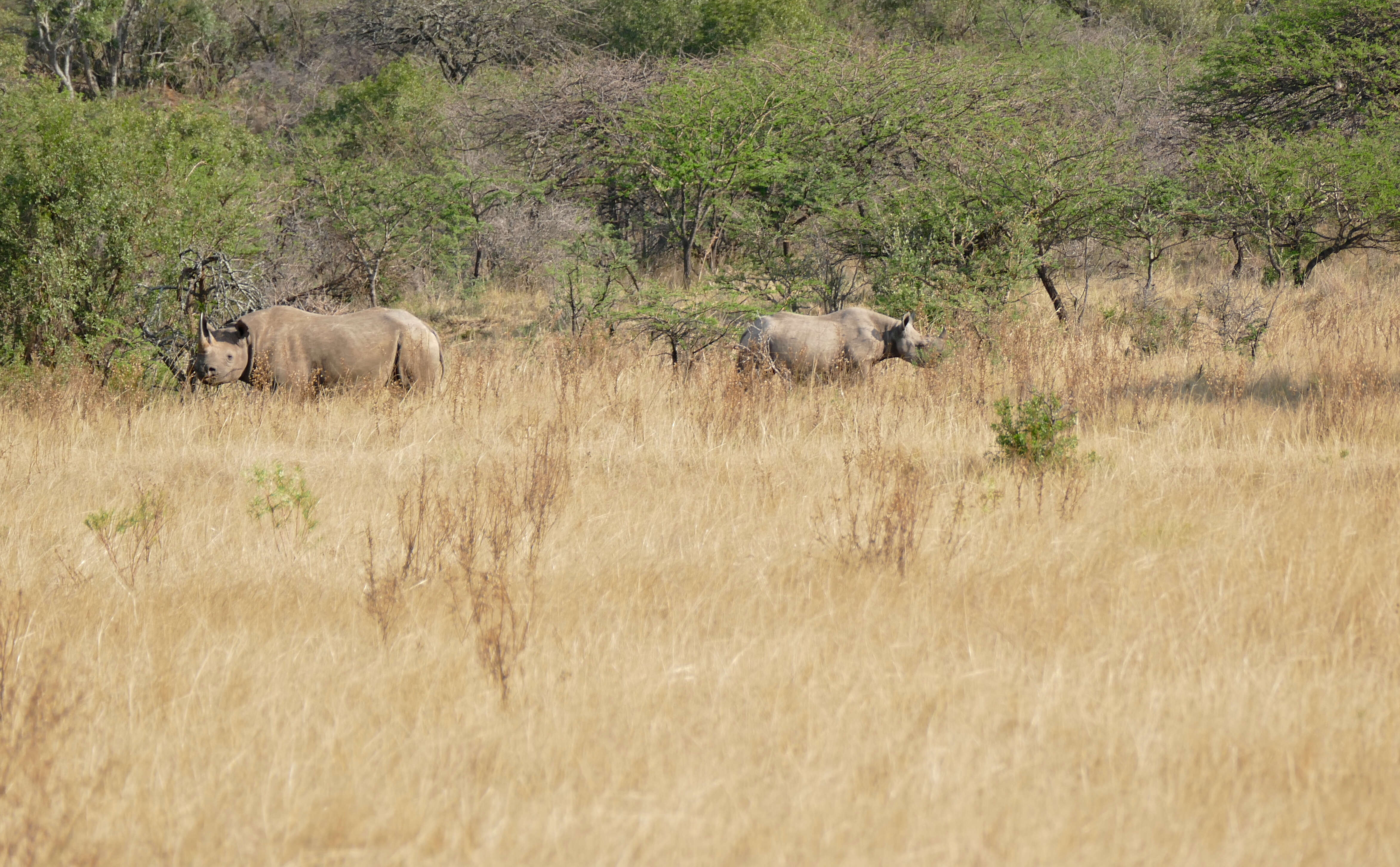 Image of Black Rhinoceros