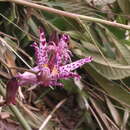Image of toad lily