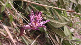 Image of toad lily