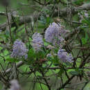 Image of Parry ceanothus