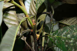 Imagem de Eberhardtia aurata (Pierre ex Dubard) Lecomte