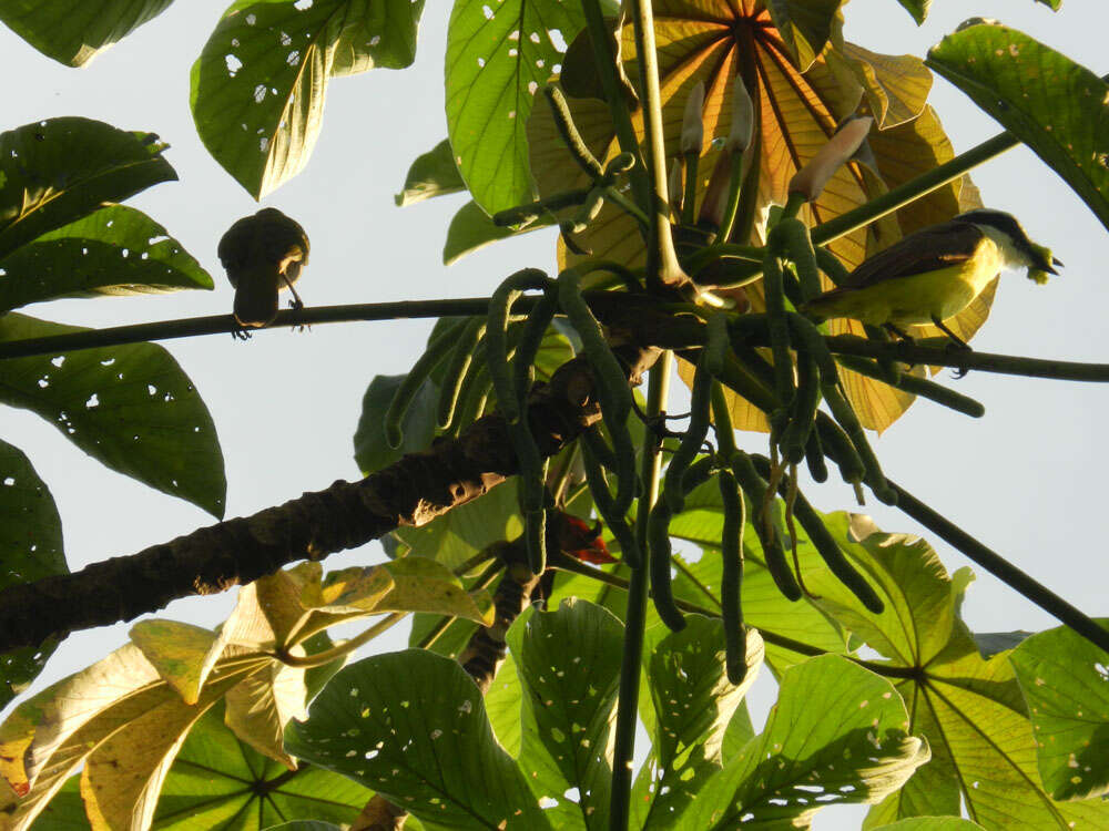 Image de Cecropia