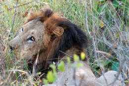 Image of big cats