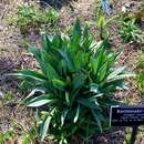 Imagem de Eryngium yuccifolium Michx.