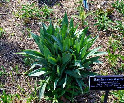 Plancia ëd Eryngium