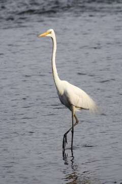 Image of Great Egret