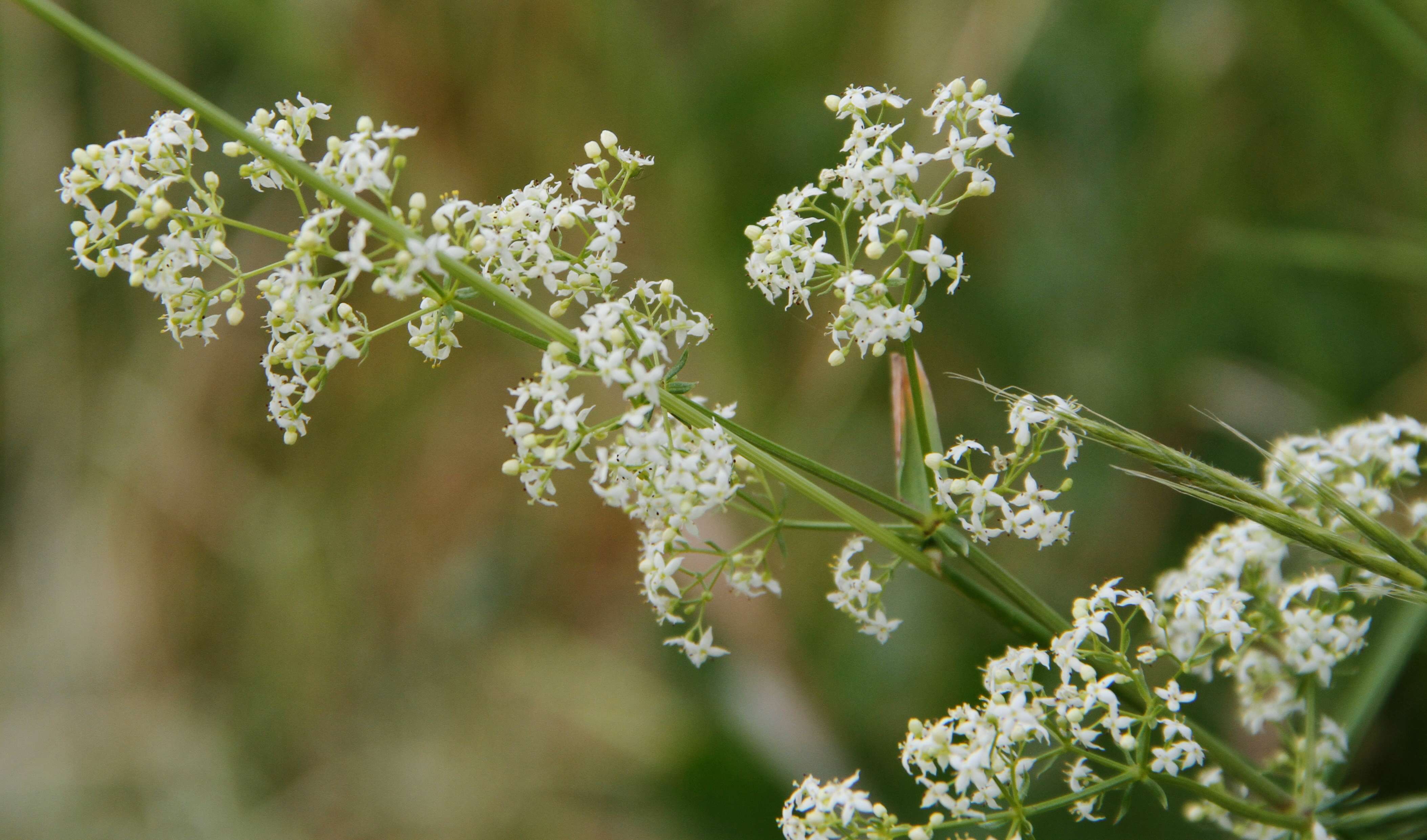 Слика од Galium album Mill.