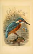 Sivun Alcedo atthis ispida Linnaeus 1758 kuva