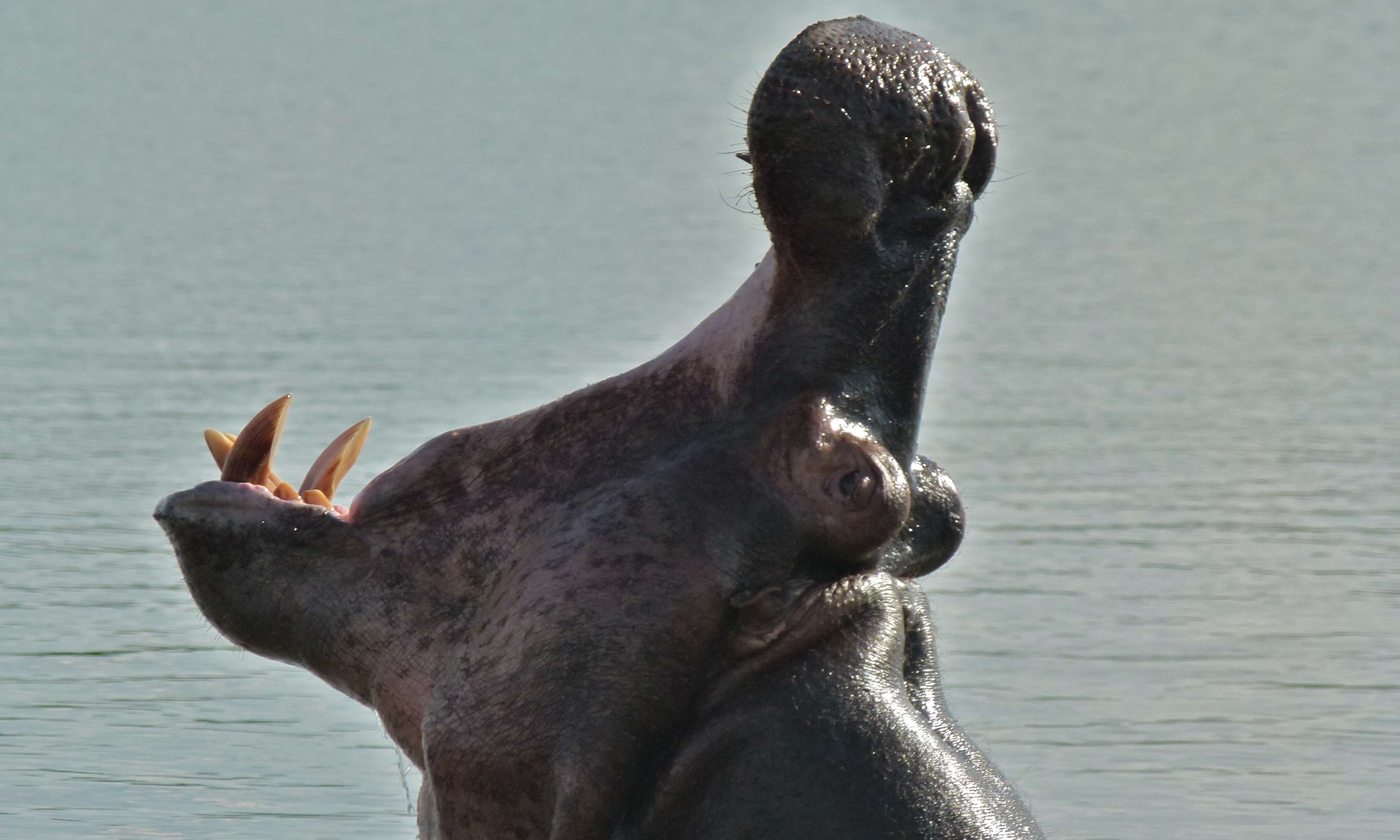 Image of Common Hippopotamus