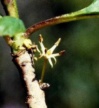 Image de Ilex collina Alexander