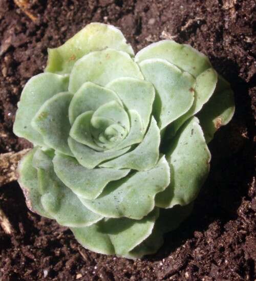 Image of aeonium