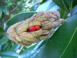 Image of southern magnolia