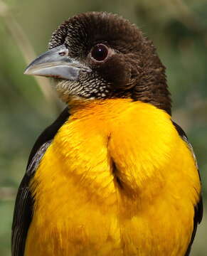 Image of Dark-backed Weaver