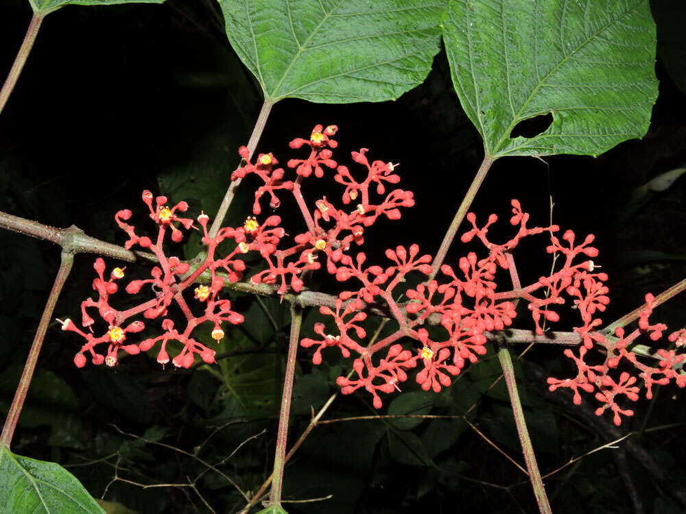 Image of Cissus biformifolia Standl.