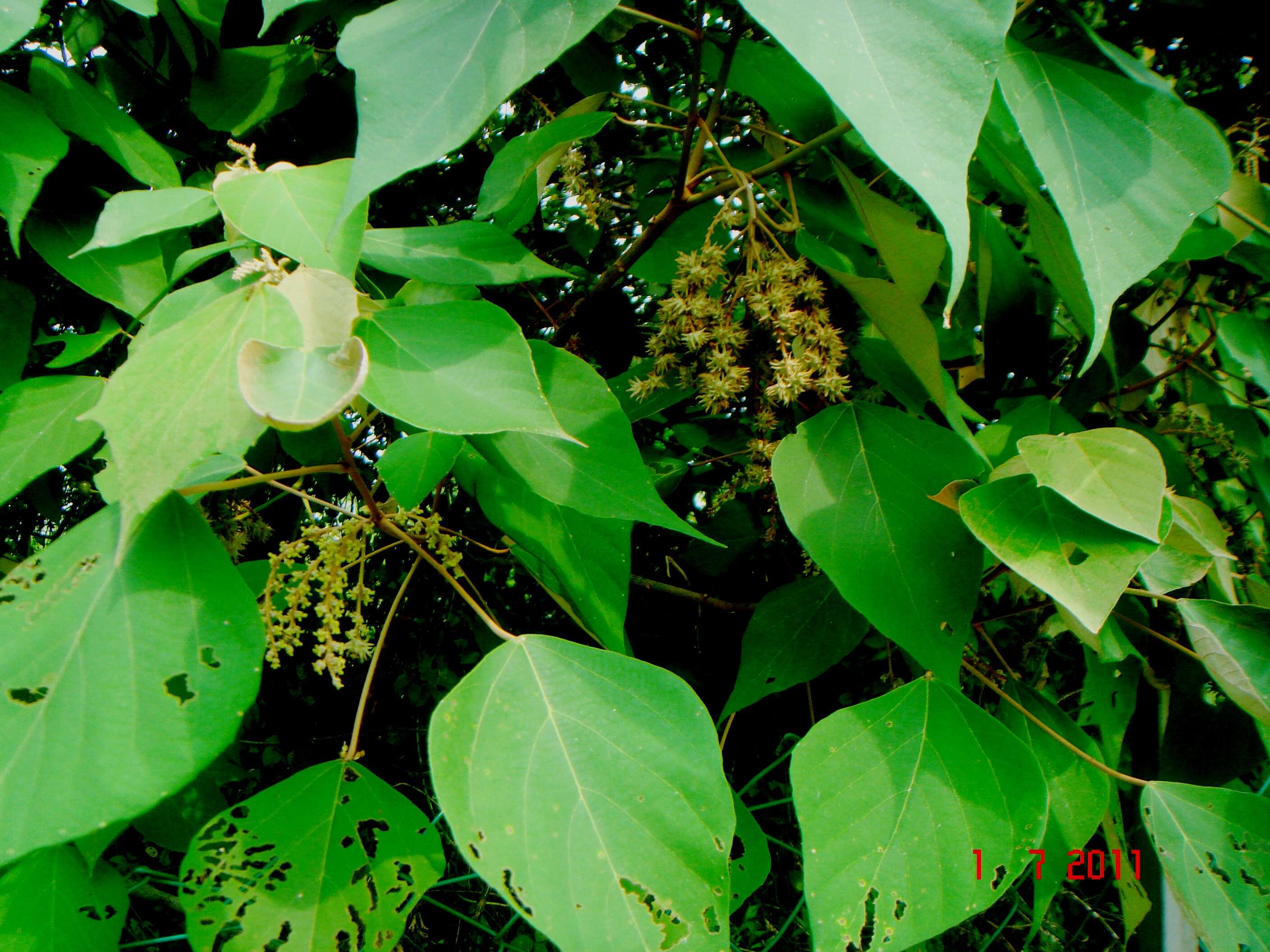 Image of Mallotus paniculatus (Lam.) Müll. Arg.