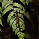 Image of Eucles bifasciatus Redtenbacher 1906