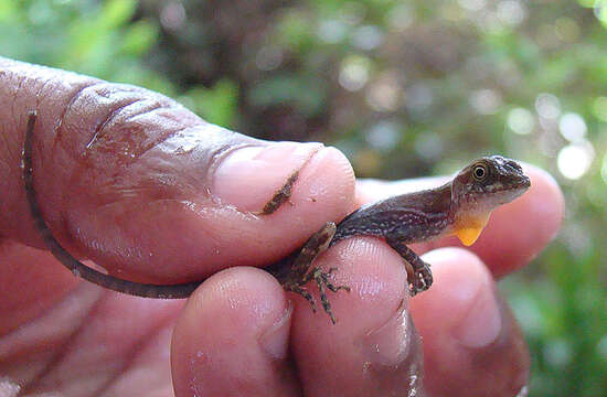 Image of Lion Anole