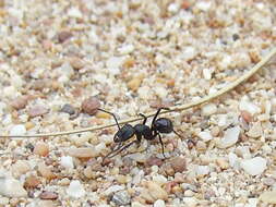 Image of ants