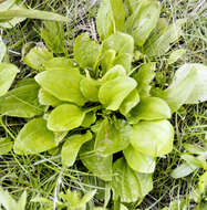 Image of blackseed plantain