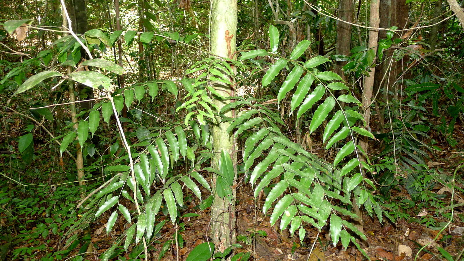 Image of fringedferns