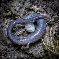 Plethodon cinereus (Green 1818) resmi