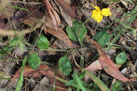 Image de Goodenia lanata R. Br.