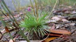 Image of Grass Triggerplant