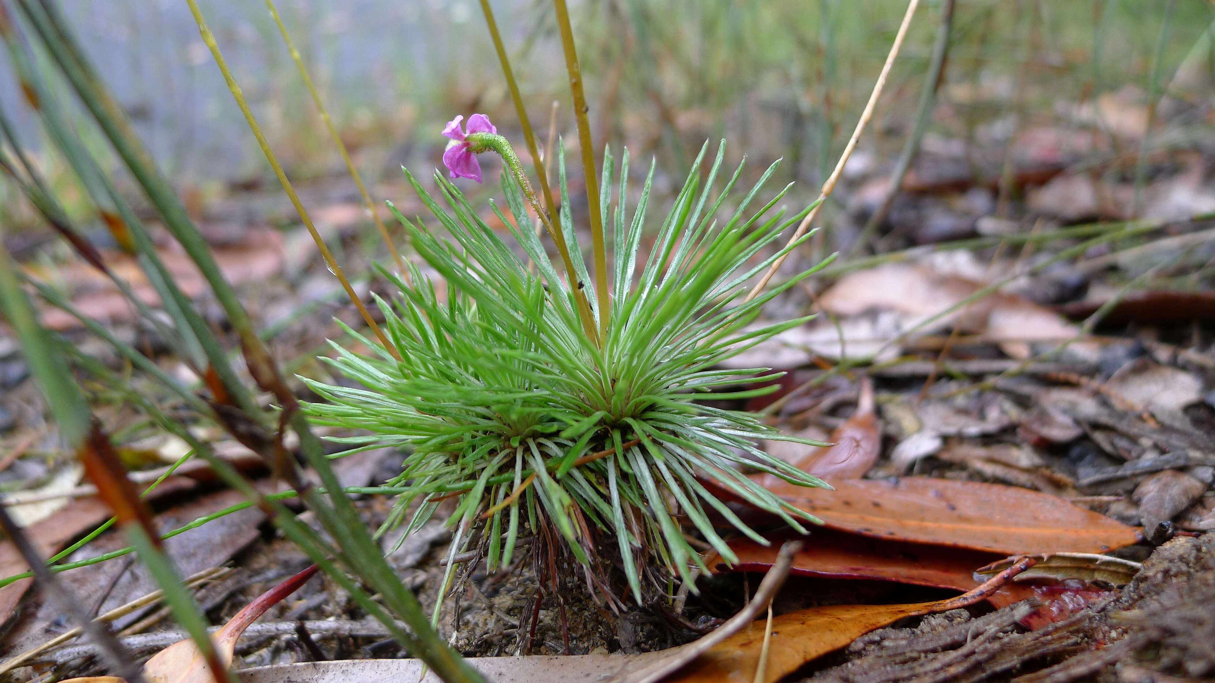 Image of Grass Triggerplant