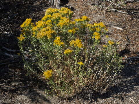 Image of yellow rabbitbrush