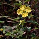 Image of Ludwigia tomentosa (Cambess.) Hara