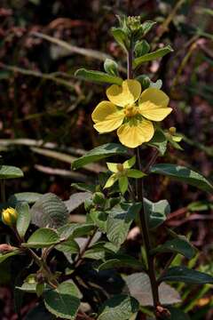 Image of Ludwigia tomentosa (Cambess.) Hara