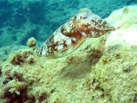 Image of cuttlefishes