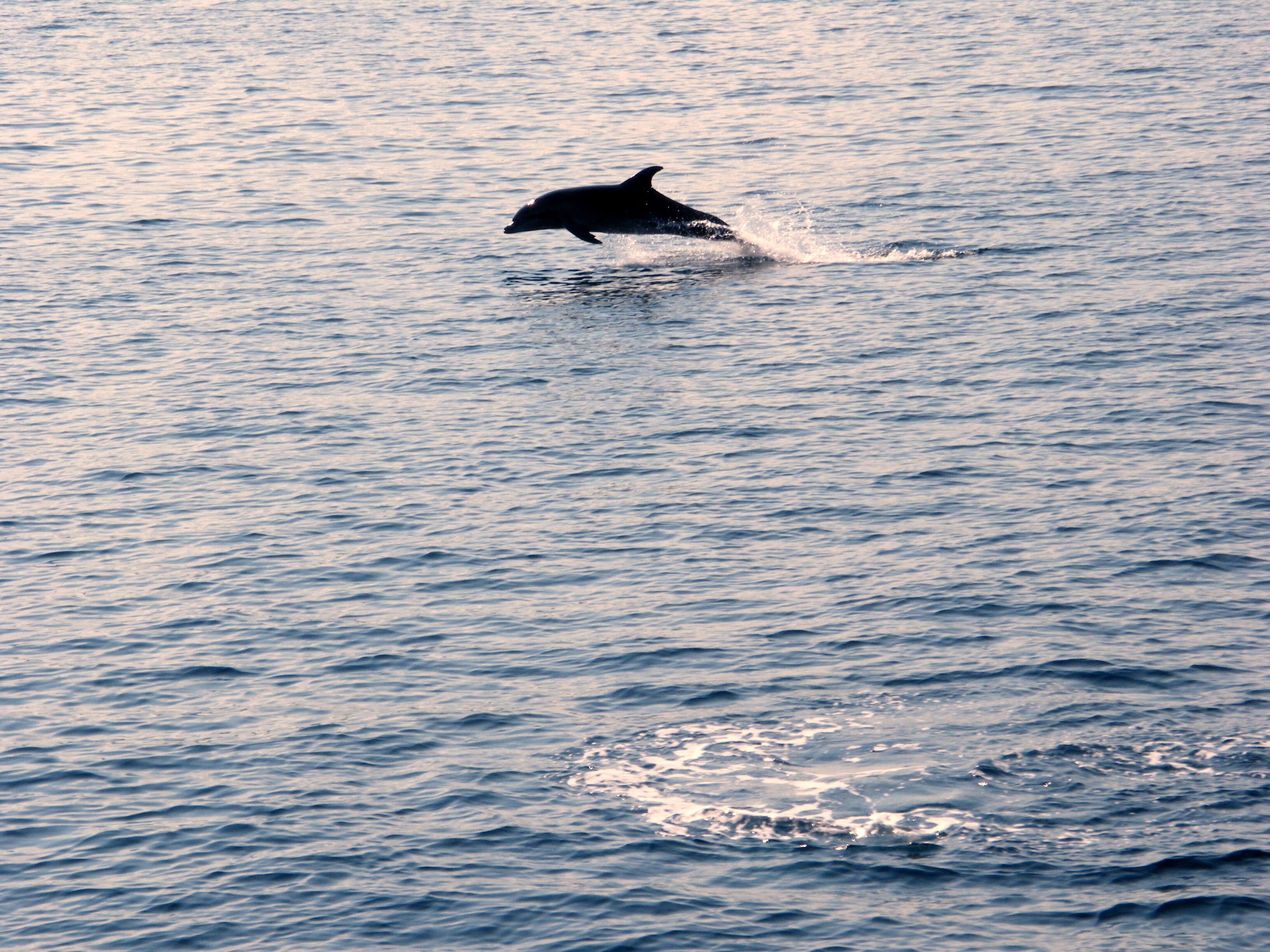 Image of common dolphins