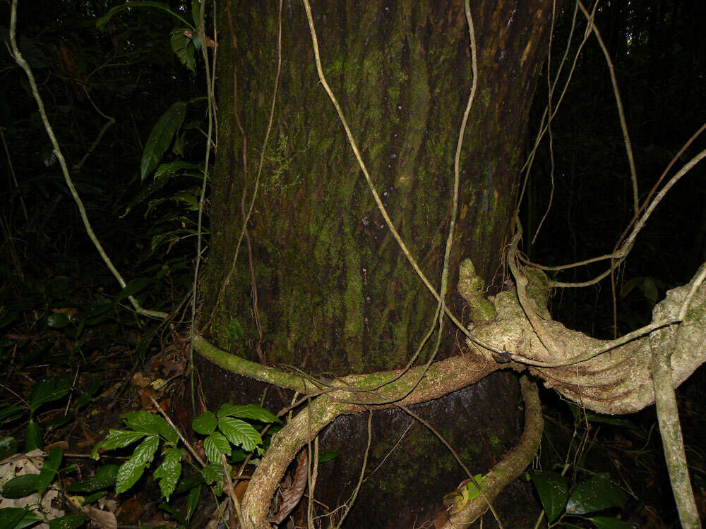 Image of calophyllum