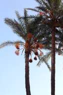 Image of date palm