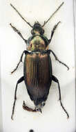 Image of Poecilus (Poecilus) cupreus (Linnaeus 1758)