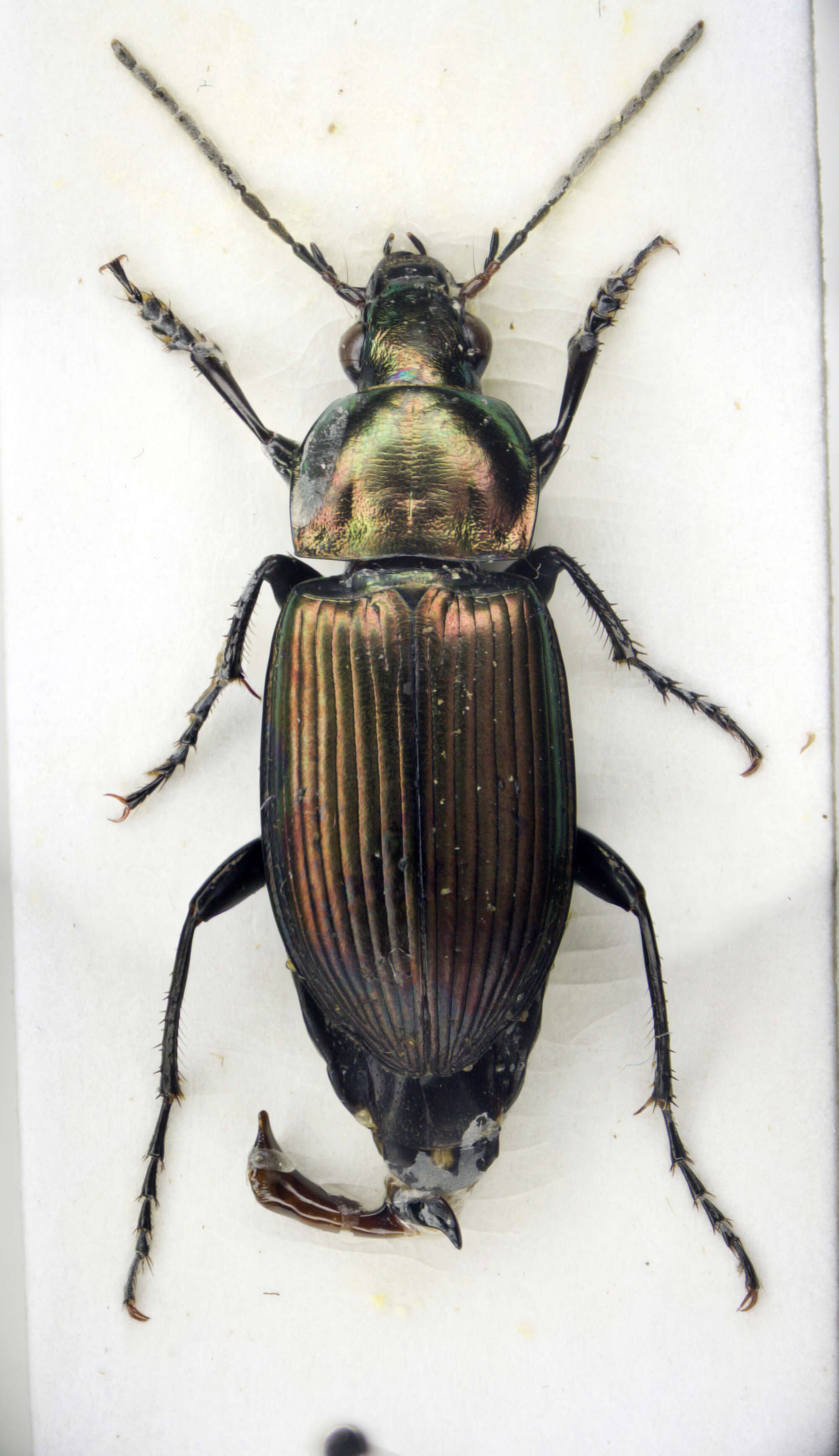 Plancia ëd Poecilus (Poecilus) cupreus (Linnaeus 1758)