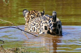 Image of big cats