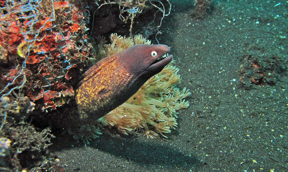 Image of Greyface moray