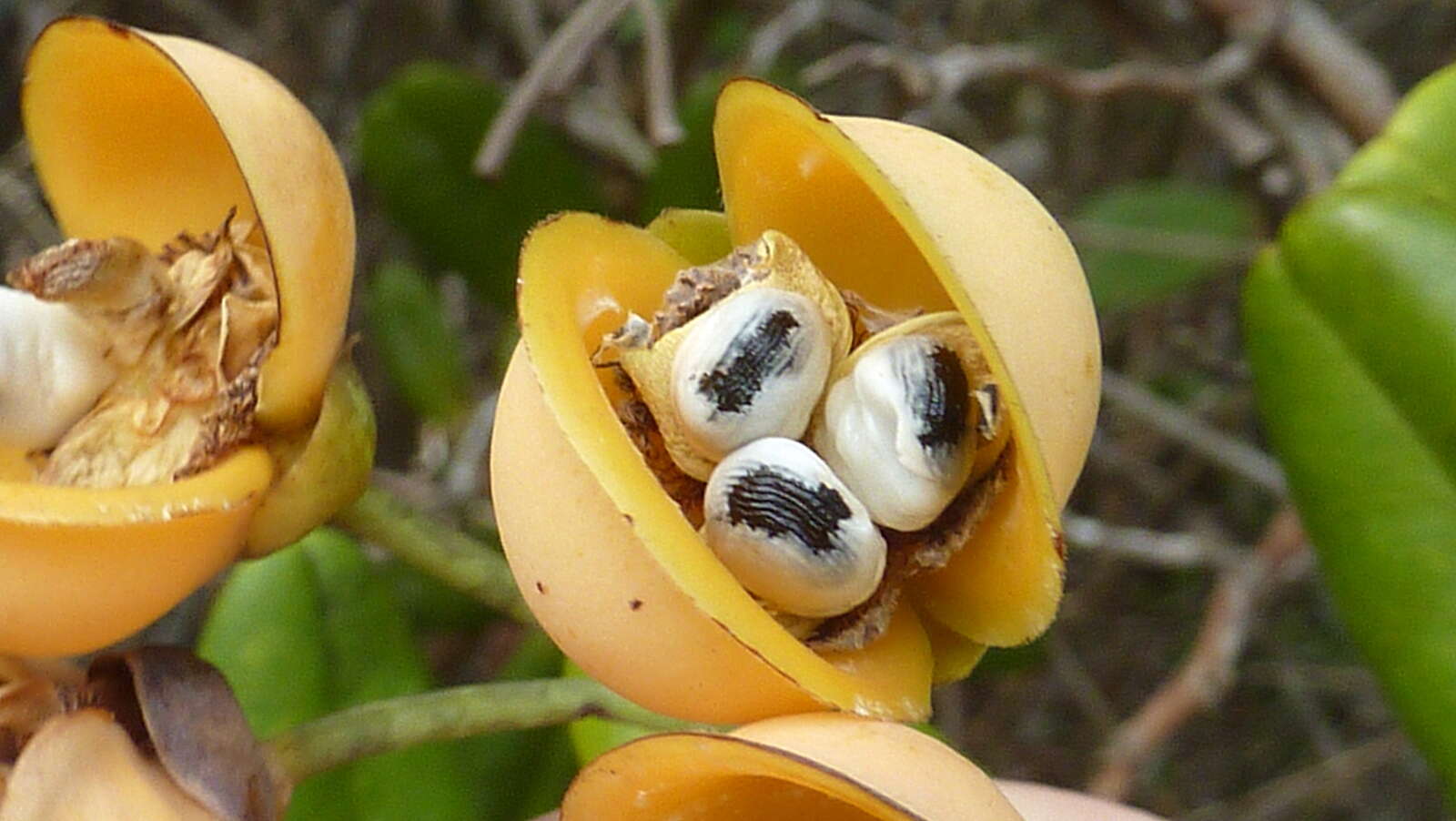 Plancia ëd Davilla sessilifolia Fraga