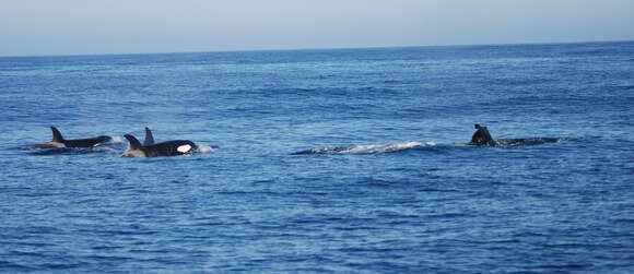 Image of killer whale