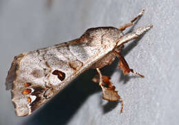 Image of apatelodod moths