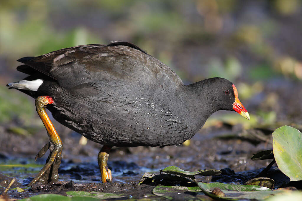 Image of Gallinula Brisson 1760