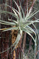 Image of Tillandsia jucunda A. Cast.