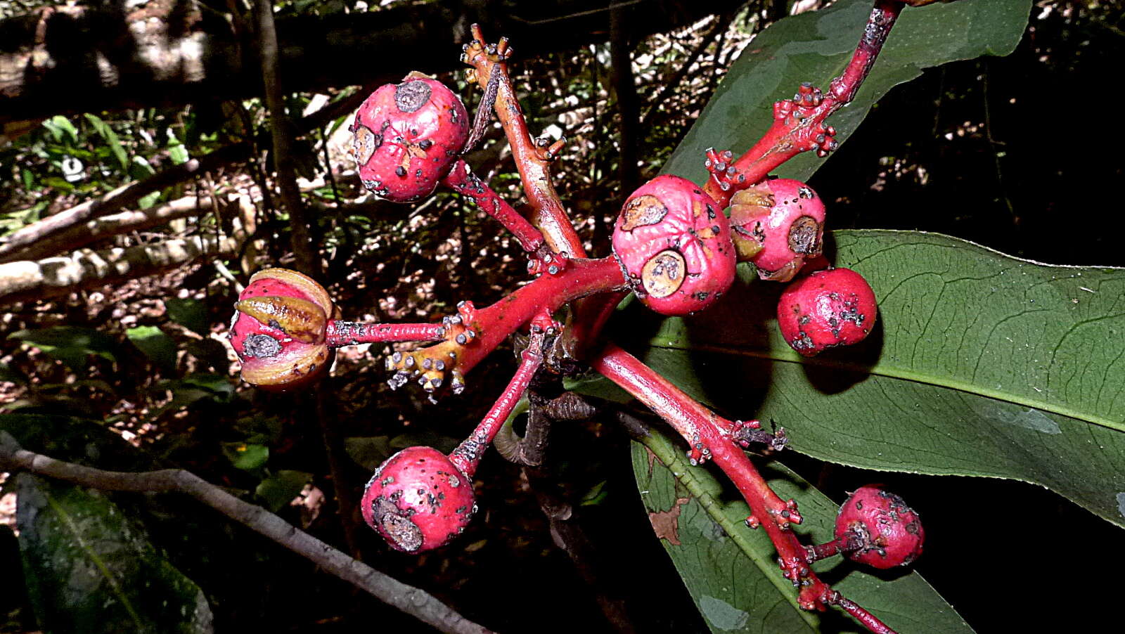 صورة Ouratea gigantophylla (Erhard) Engl.