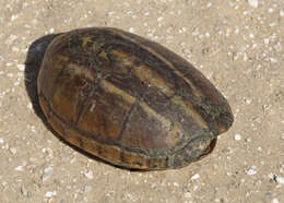 Image of mud turtles