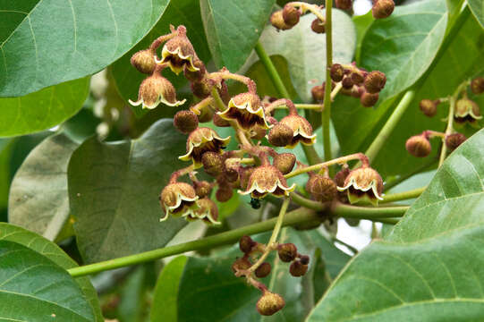 Image of Panama tree