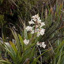 Sivun Milligania densiflora Hook. fil. kuva