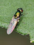 Image of Soldier fly