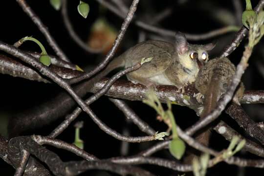 Sivun Paragalago zanzibaricus udzungwensis (Honess ex Kingdon 1997) kuva